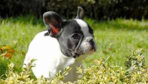 Která přezdívka si vybrat pro váš buldok?